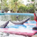 Pattaya Dolphin World01