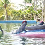 Pattaya Dolphin World02